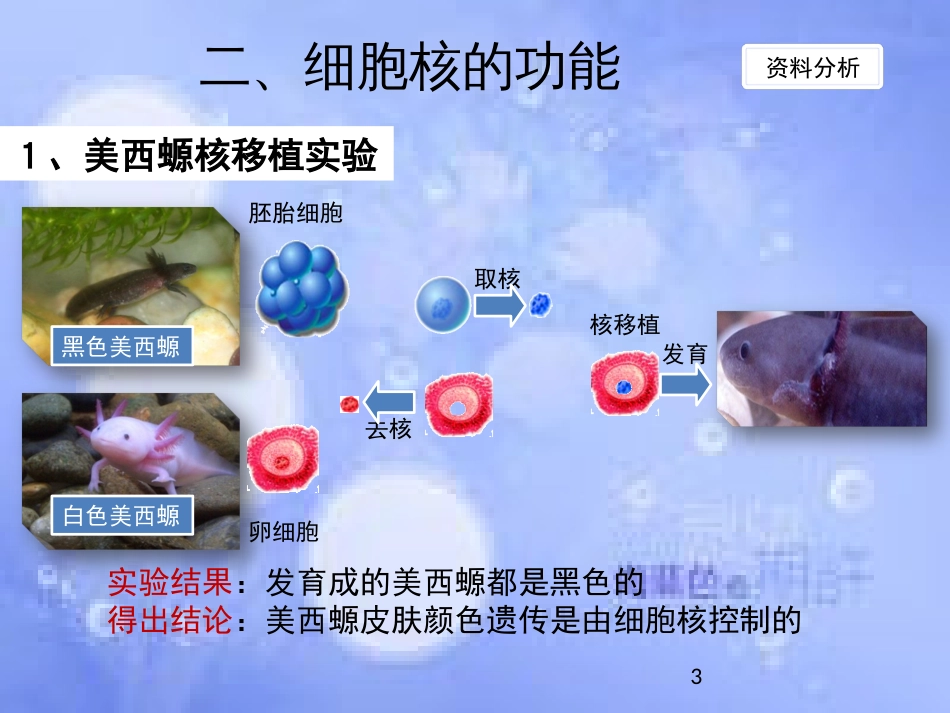 高中生物 第三章 细胞的基本结构 3.3 细胞核-系统的控制中心课件2 新人教版必修1_第3页