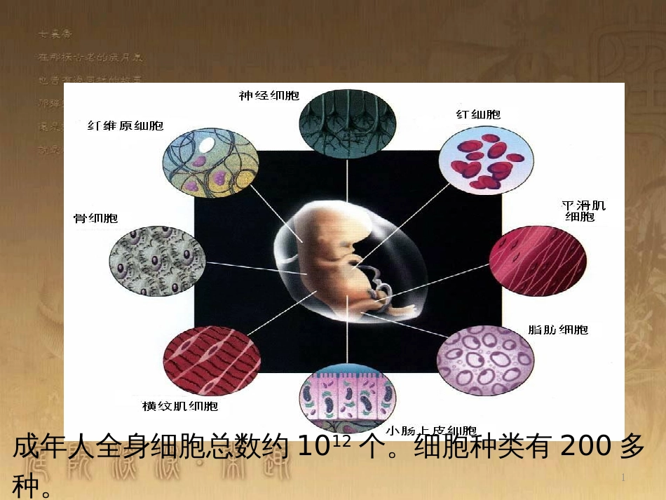 高中生物 专题6.2 细胞的分化优质课件 新人教版必修1_第1页