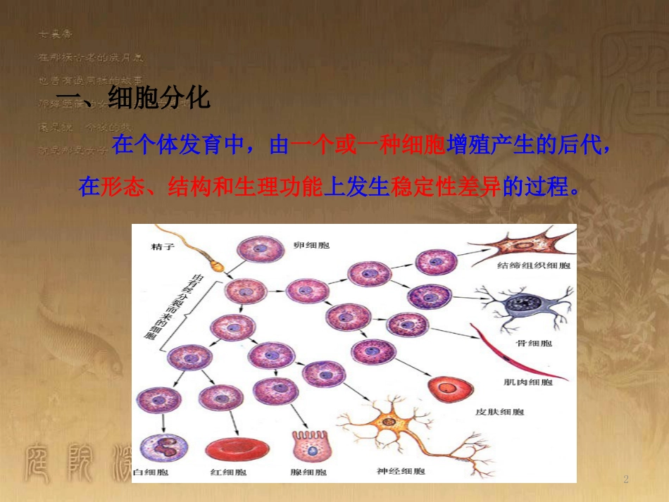 高中生物 专题6.2 细胞的分化优质课件 新人教版必修1_第2页