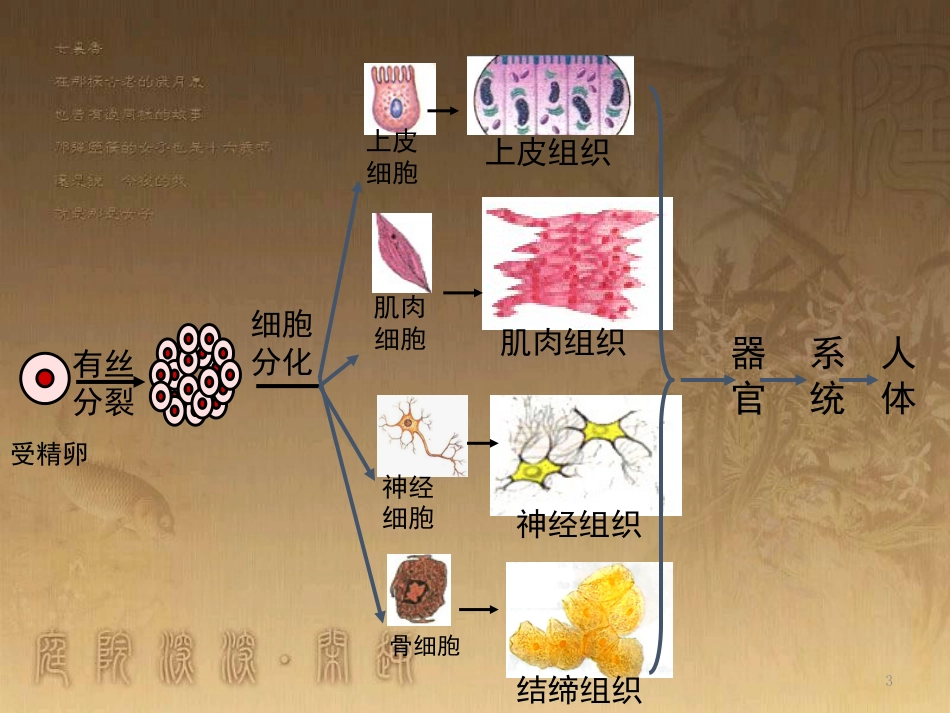 高中生物 专题6.2 细胞的分化优质课件 新人教版必修1_第3页