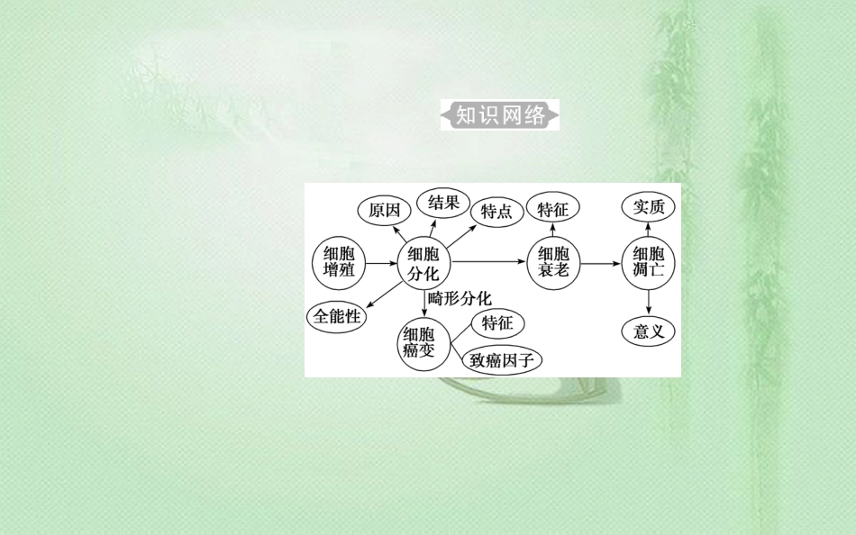 高中生物学业水平复习 专题五 细胞的分化、衰老和凋亡 考点1 细胞的分化优质课件_第3页