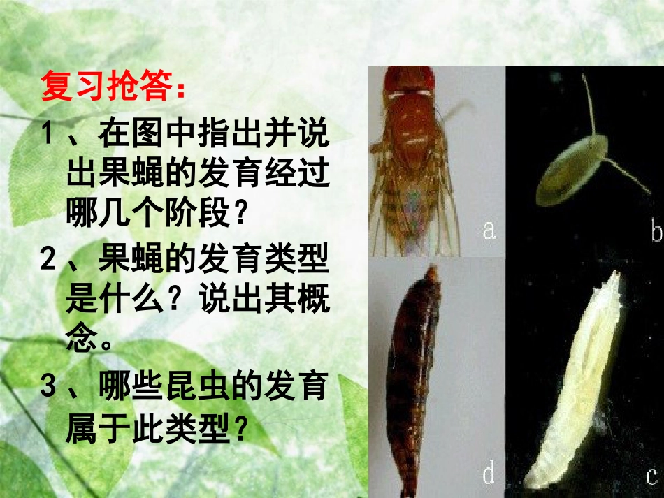 八年级生物上册 4.2.1《昆虫的生殖和发育》优质课件2 （新版）济南版_第1页