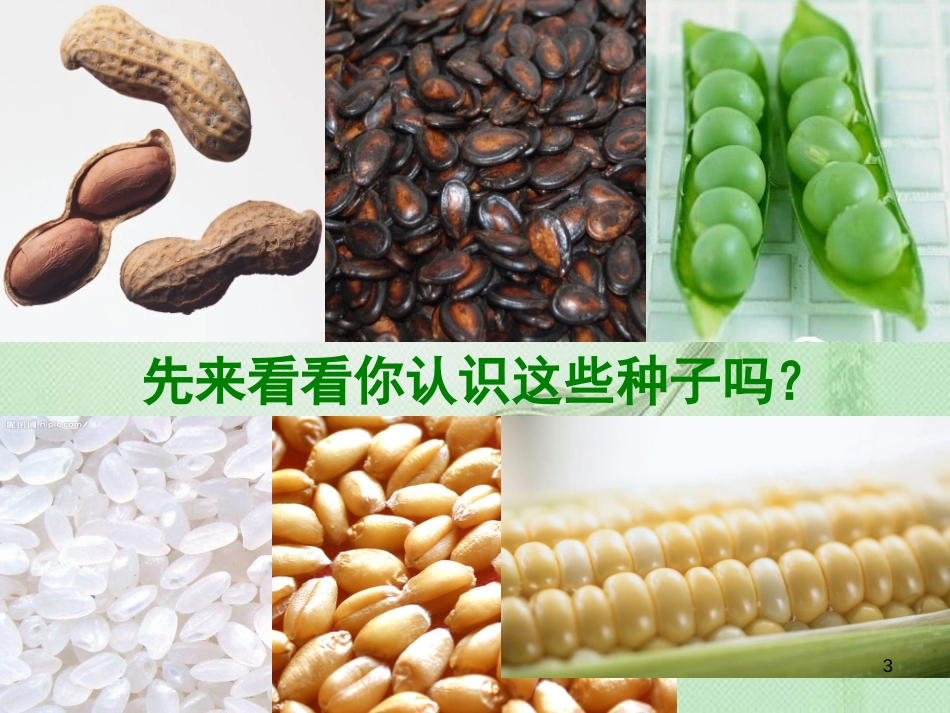 八年级生物上册 第三单元 第一章 第一节 种子萌发的过程优质课件 （新版）冀教版_第3页