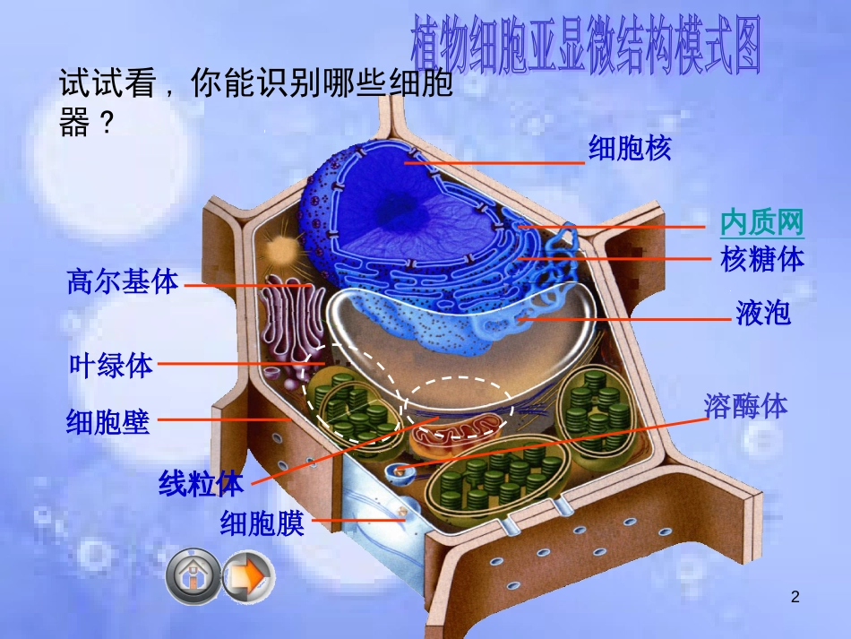 高中生物 第三章 细胞的基本结构 3.2 细胞器-系统内的分工合作课件1 新人教版必修1_第2页