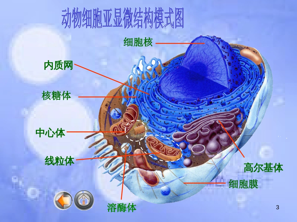 高中生物 第三章 细胞的基本结构 3.2 细胞器-系统内的分工合作课件1 新人教版必修1_第3页