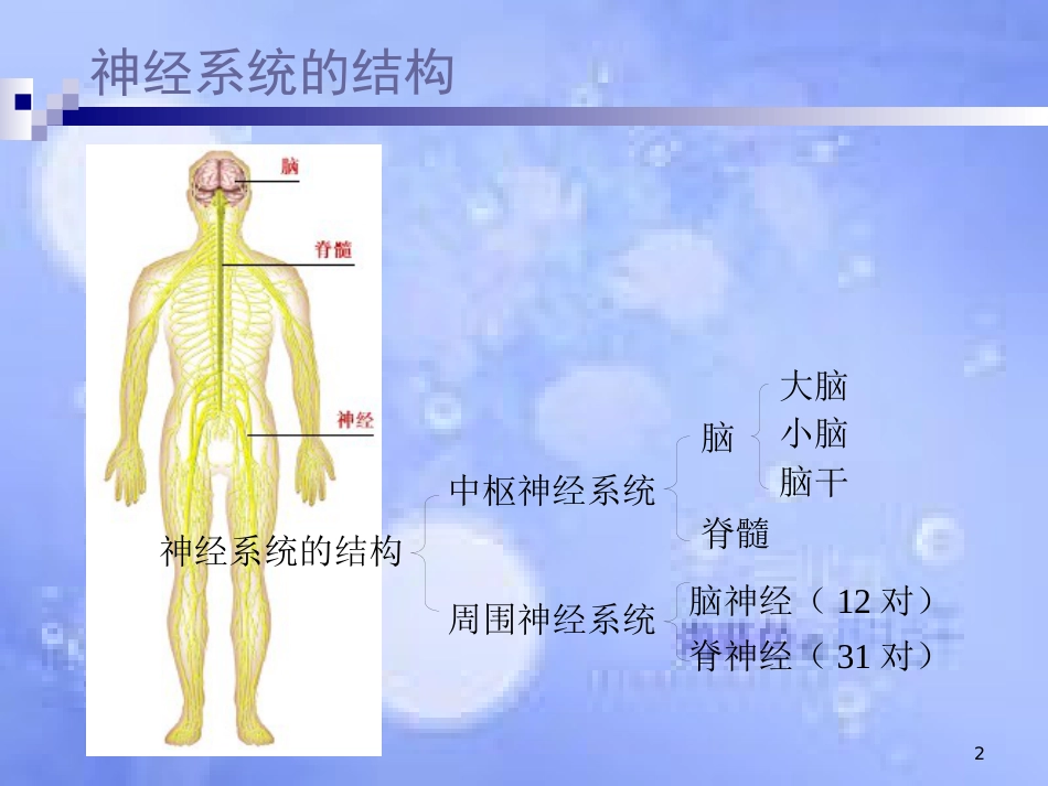 福建省寿宁县高中生物 第二章 动物和人体生命活动的调节 2.1 神经系统的结构课件 新人教版必修3_第2页