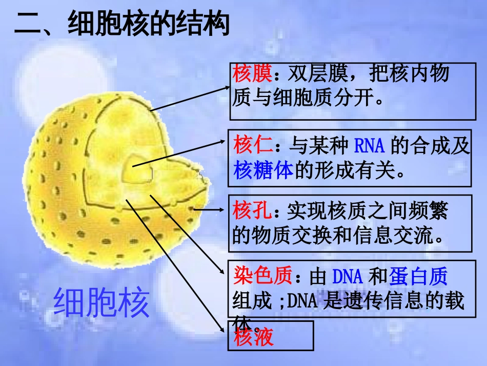 福建省寿宁县高中生物 第三章 细胞核课件 新人教版必修1_第3页