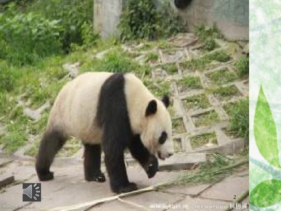 三年级语文上册 第三单元 可爱的大熊猫课件5 西师大版_第2页