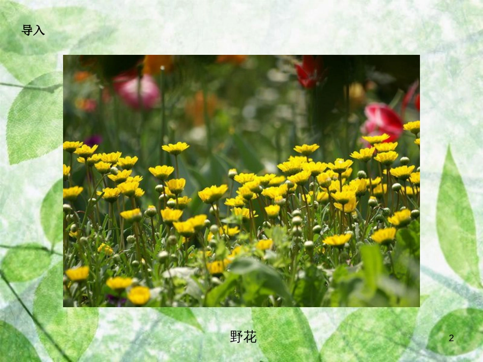 三年级语文上册 第二单元 水仙花课件1 湘教版_第2页