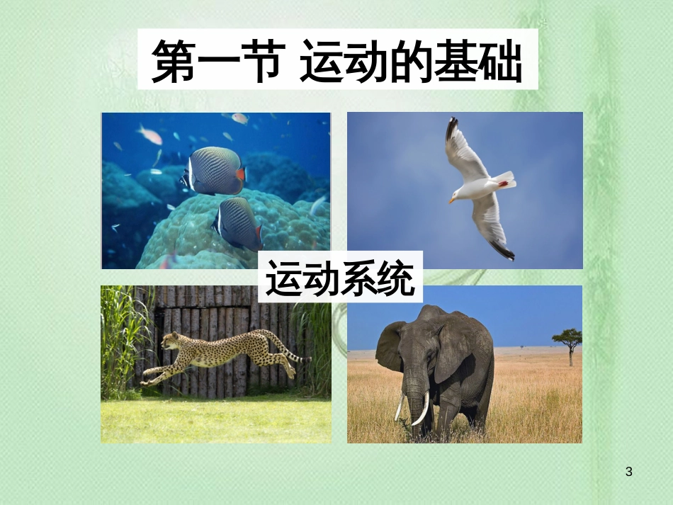 八年级生物上册 第四单元第一章 第一节 运动的基础优质课件 （新版）冀教版_第3页