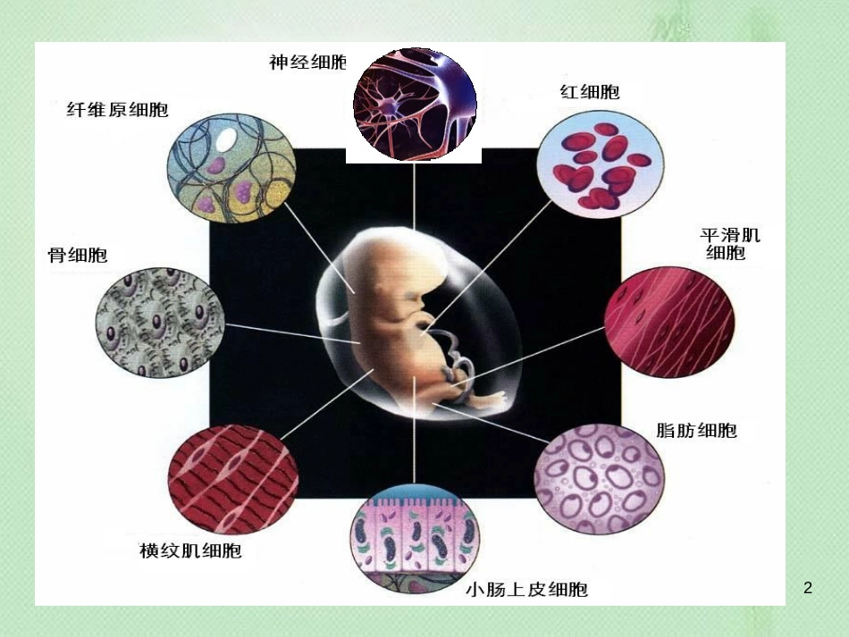 高中生物 专题6.2 细胞的分化同步优质课件 新人教版必修1_第2页