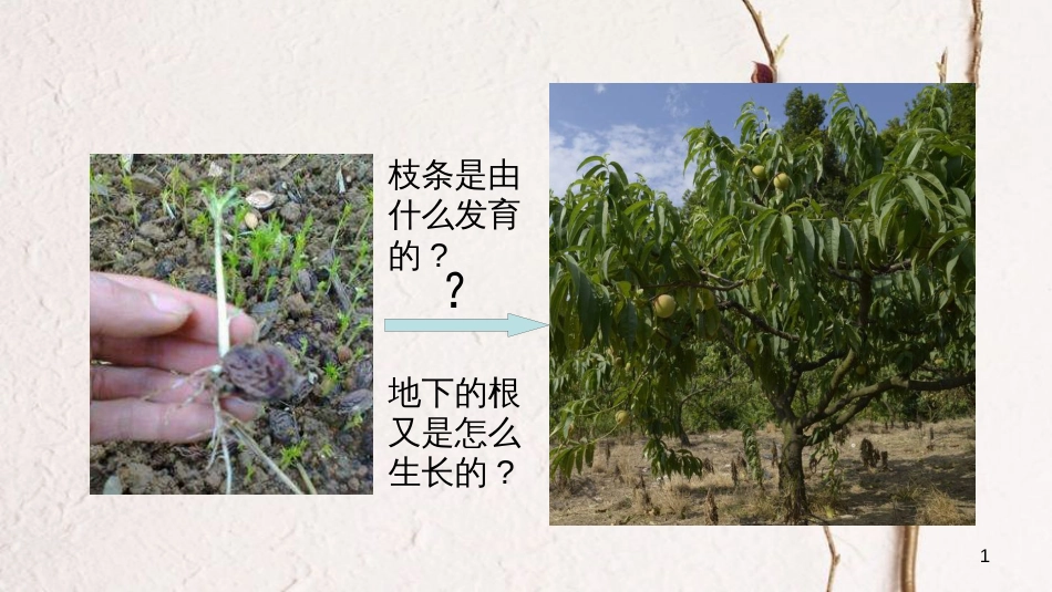 七年级生物上册 第三单元 第二章 第二节《植株的生长》课件 （新版）新人教版[共27页]_第1页
