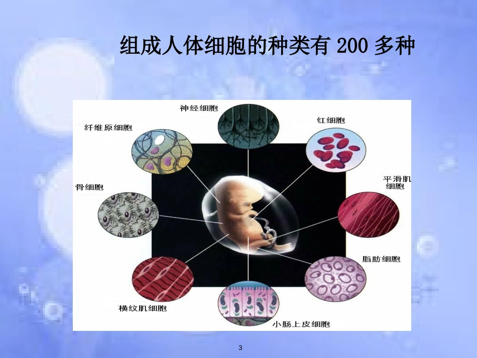 福建省寿宁县高中生物 第六章 细胞的生命历程 6.2 细胞的分化课件 新人教版必修1_第3页