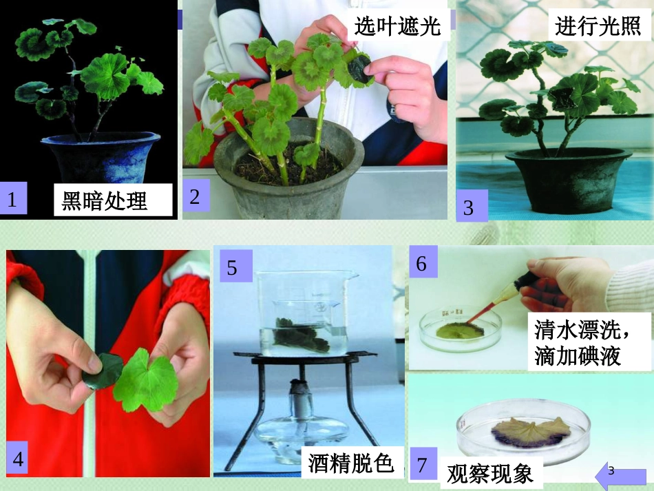 八年级生物上册 第3章 第1节光合作用的产物优质课件 （新版）冀教版_第3页