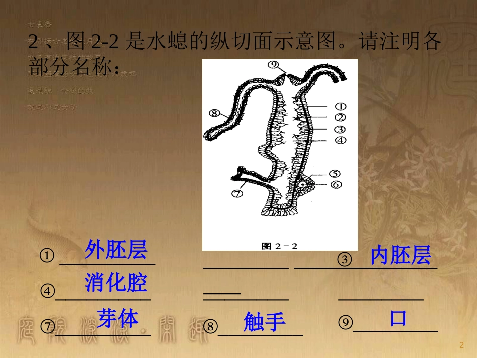 八年级生物上册 5.1.2 线形动物和环节动物优质课件 （新版）新人教版_第2页