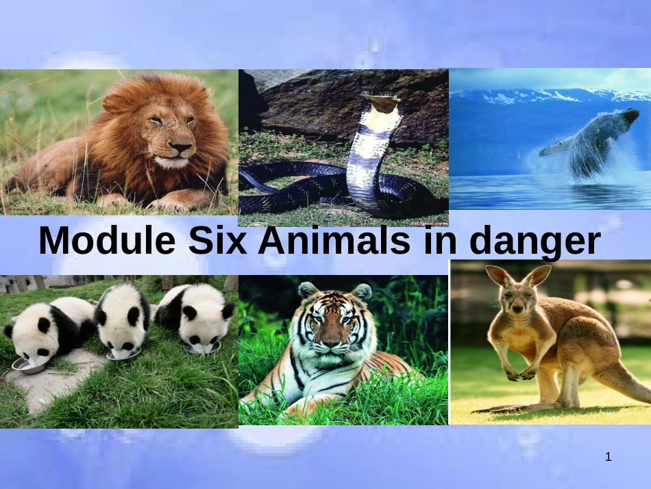 八年级英语上册 Module 6 Animais in danger Unit 1 It allows people to get closer to them课件1 （新版）外研版_第1页