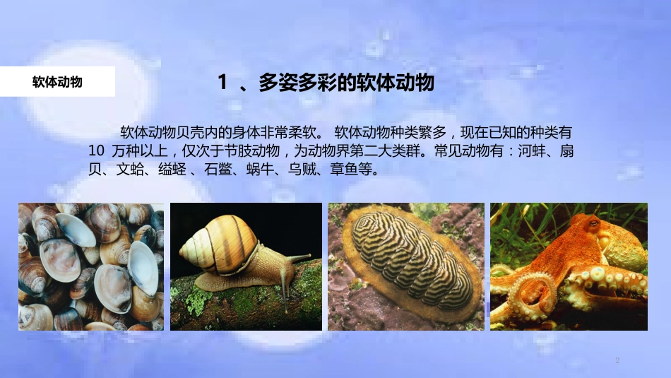 八年级生物上册 5.1.3《软体动物和节肢动物》教学课件 （新版）新人教版_第2页