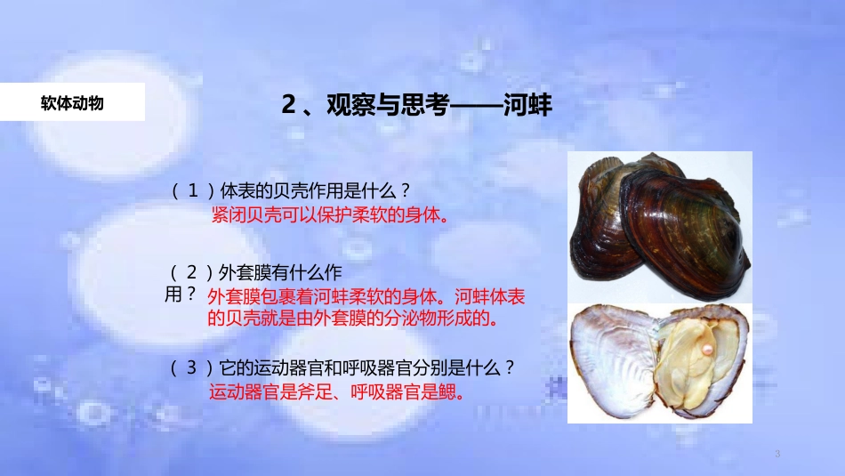 八年级生物上册 5.1.3《软体动物和节肢动物》教学课件 （新版）新人教版_第3页