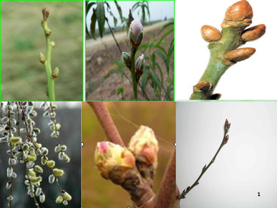 八年级生物上册 第三单元 第一章 第三节 芽的发育优质课件 （新版）冀教版_第1页