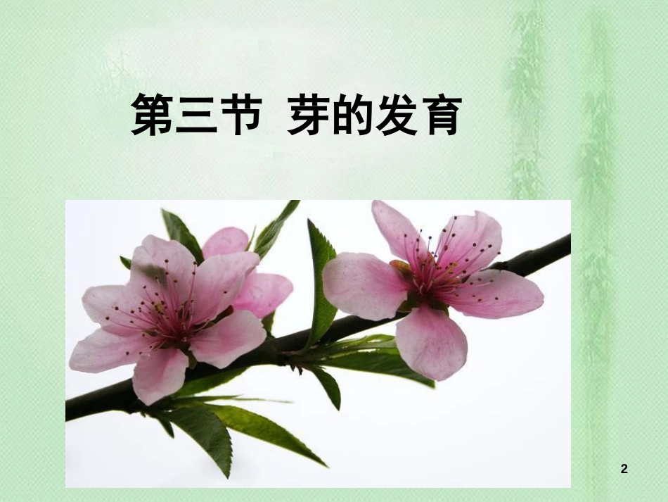 八年级生物上册 第三单元 第一章 第三节 芽的发育优质课件 （新版）冀教版_第2页