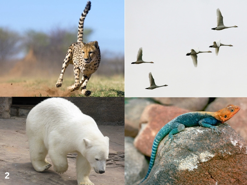 八年级生物上册 第四单元第一章 第一节运动的基础优质课件 （新版）冀教版_第2页