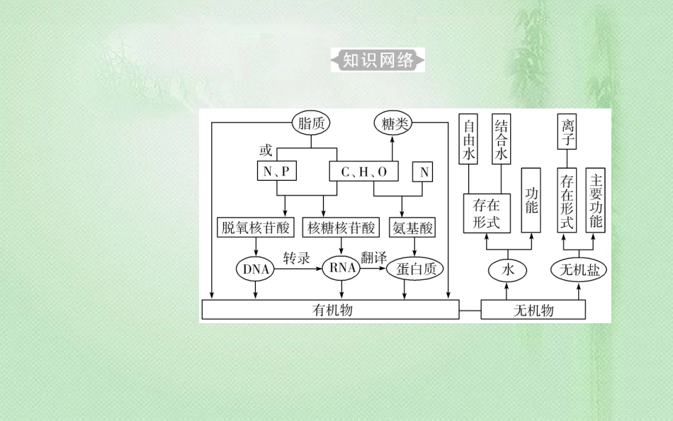 高中生物学业水平复习 专题一 细胞的分子组成 考点1 蛋白质、核酸的结构和功能优质课件_第3页