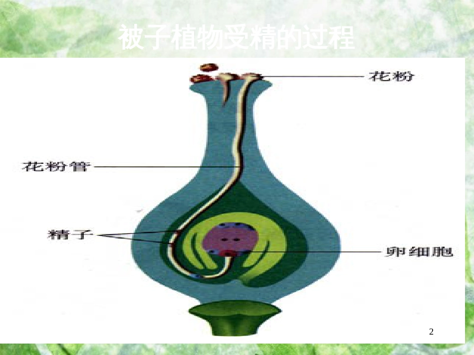 八年级生物上册 4.3.1《婴儿的诞生》优质课件1 （新版）济南版_第2页