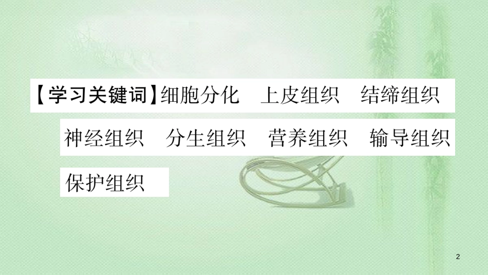 七年级生物上册 第二单元 第4章 第1节 细胞分化形成组织习题优质课件 （新版）北师大版 (2)_第2页
