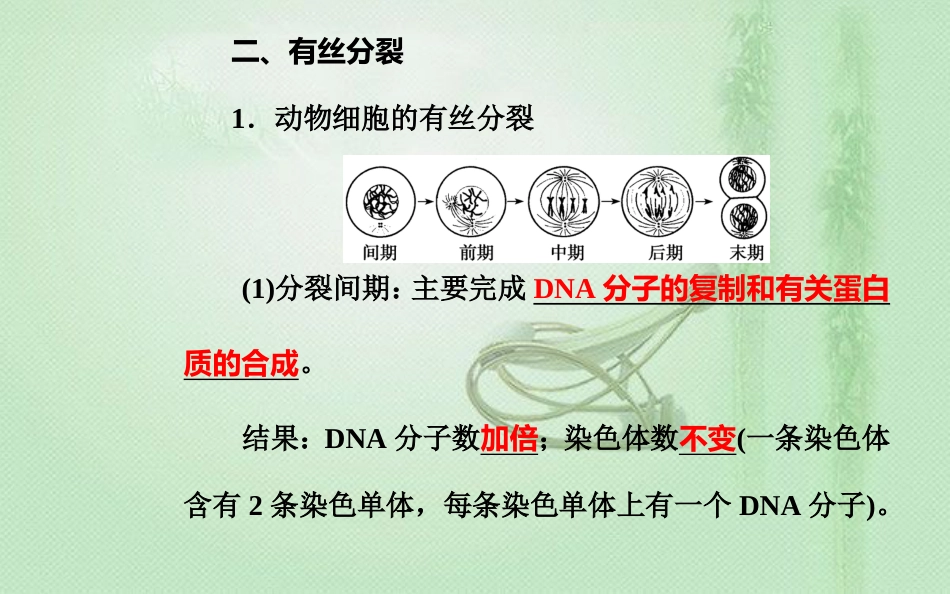 高中生物学业水平复习 专题四 细胞增殖 考点2 细胞的无丝分裂和有丝分裂优质课件_第3页