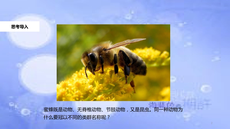 八年级生物上册 6.1.2《从种到界》教学课件 （新版）新人教版_第2页