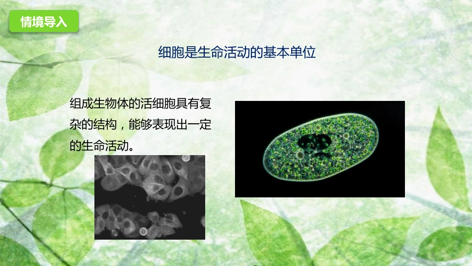 七年级生物上册 1.2.1 细胞的结构和功能优质课件 （新版）济南版_第2页