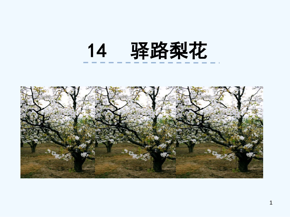 内蒙古鄂尔多斯市康巴什新区七年级语文下册 第四单元 14 驿路梨花优质课件 新人教版_第1页