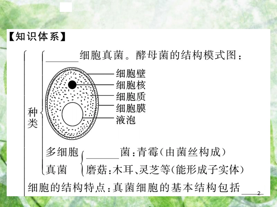 八年级生物上册 第五单元 第四章 第三节 真菌习题优质课件 （新版）新人教版_第2页
