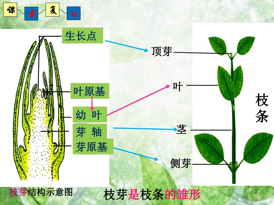 八年级生物上册 4.1.7《植物的营养生殖》优质课件2 （新版）济南版_第1页