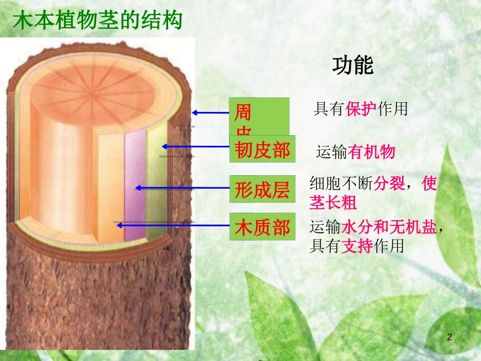 八年级生物上册 4.1.7《植物的营养生殖》优质课件2 （新版）济南版_第2页