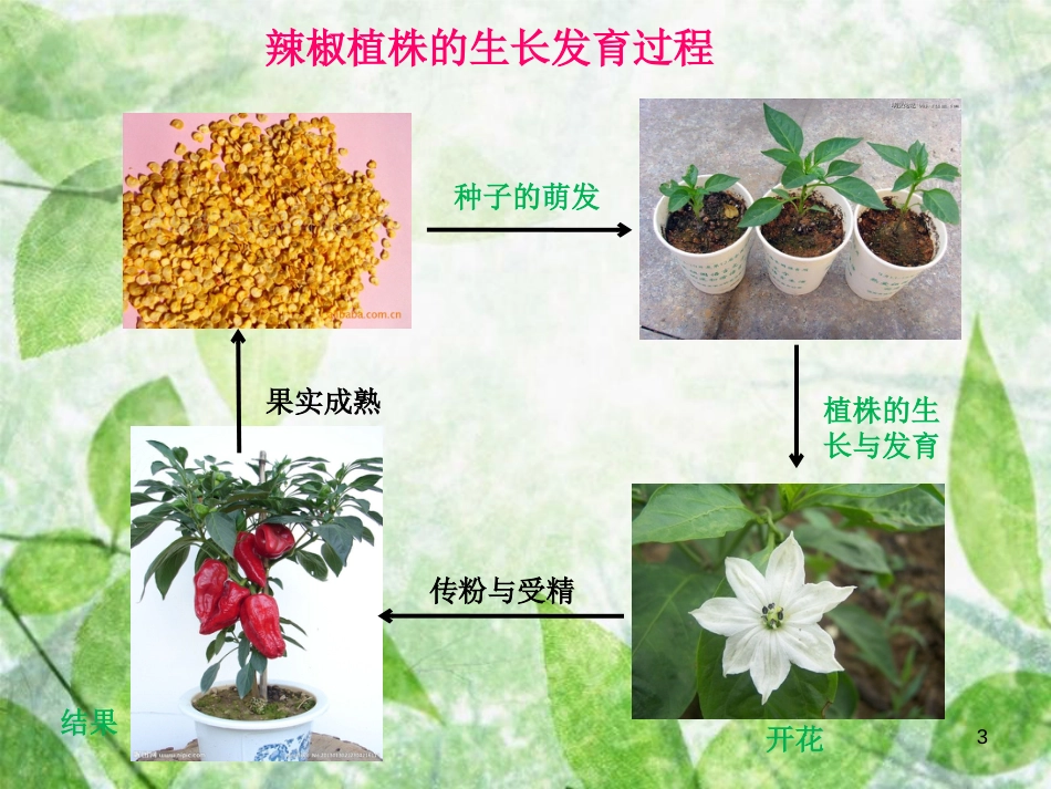 八年级生物上册 4.1.7《植物的营养生殖》优质课件2 （新版）济南版_第3页