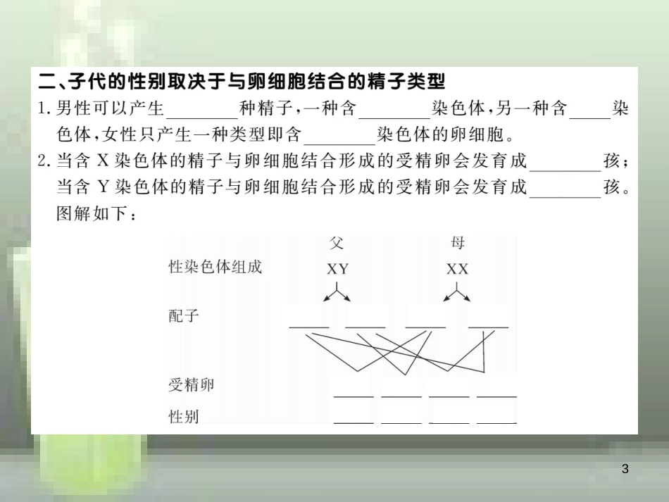 八年级生物上册 6.20.4 性别和性别决定优质课件 （新版）北师大版_第3页