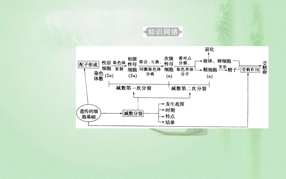 高中生物学业水平复习 专题六 遗传的细胞基础 考点1 细胞的减数分裂和配子的形成过程优质课件_第2页