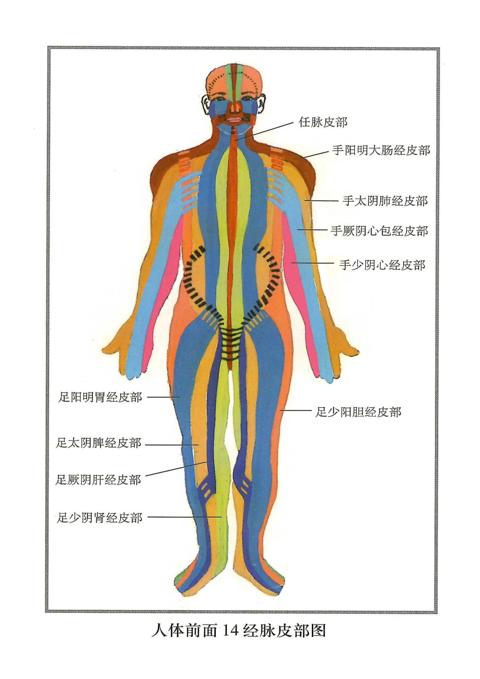 人体14经脉皮部图_第1页