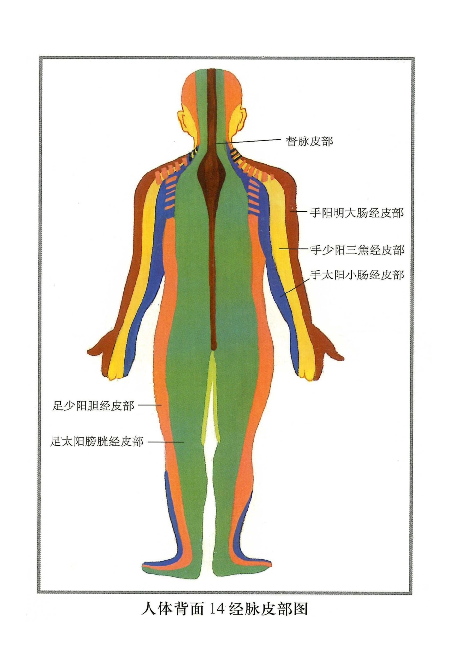 人体14经脉皮部图_第2页