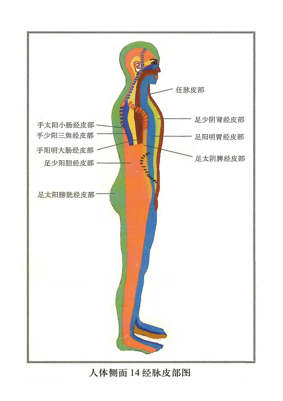 人体14经脉皮部图_第3页