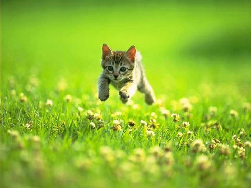 《猫》ppt教学课件[共18页]_第2页