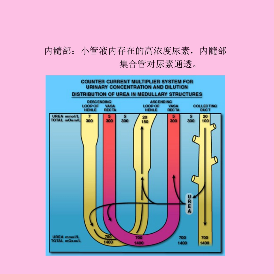 生理学：肾脏生理肾脏教案5_第3页