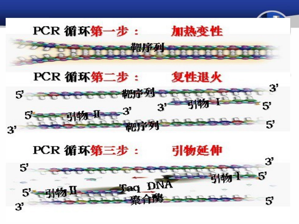 PCR引物设计原理[共107页]_第3页