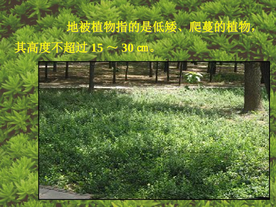 地被植物造景设计[共26页]_第2页