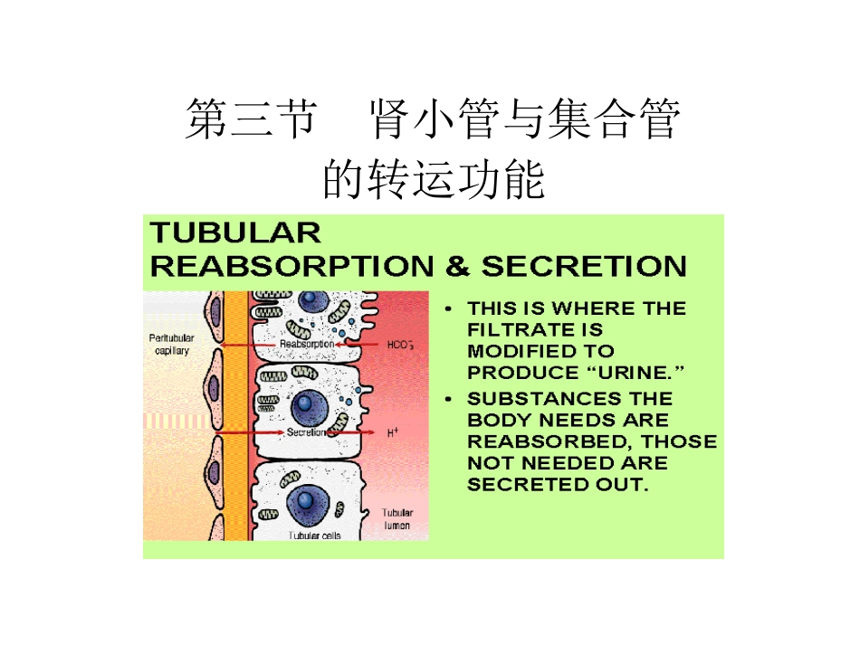 生理学：肾脏生理：肾脏教案_第1页