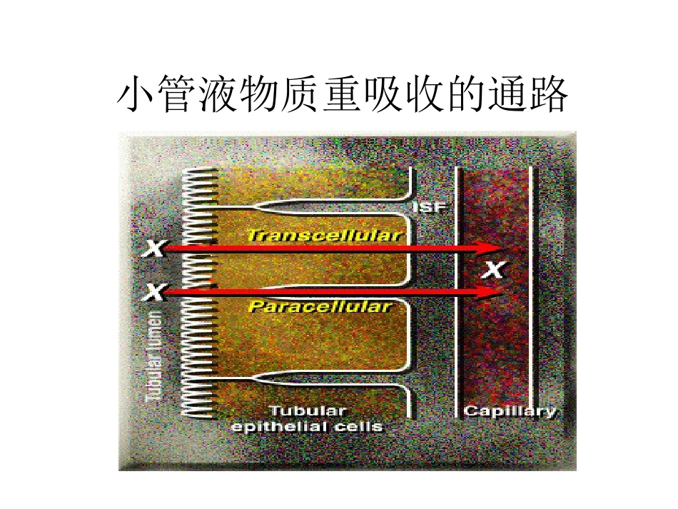 生理学：肾脏生理：肾脏教案_第2页