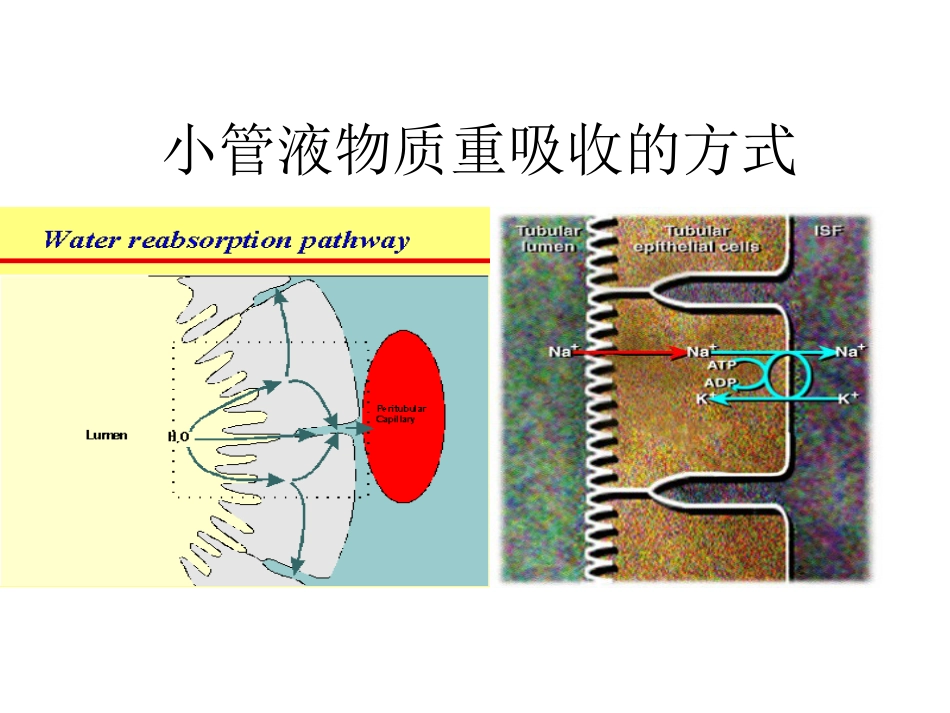 生理学：肾脏生理：肾脏教案_第3页