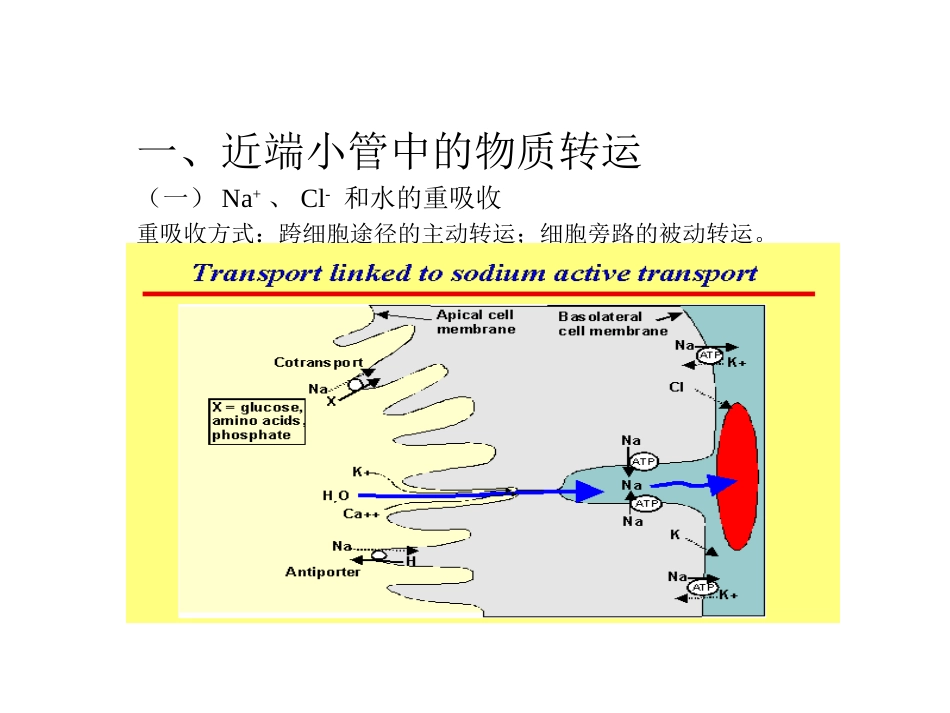 生理学：肾脏生理：2003年肾脏教案3[共9页]_第1页