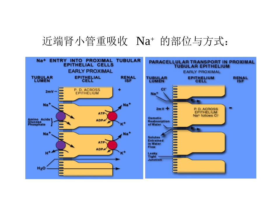 生理学：肾脏生理：2003年肾脏教案3[共9页]_第2页